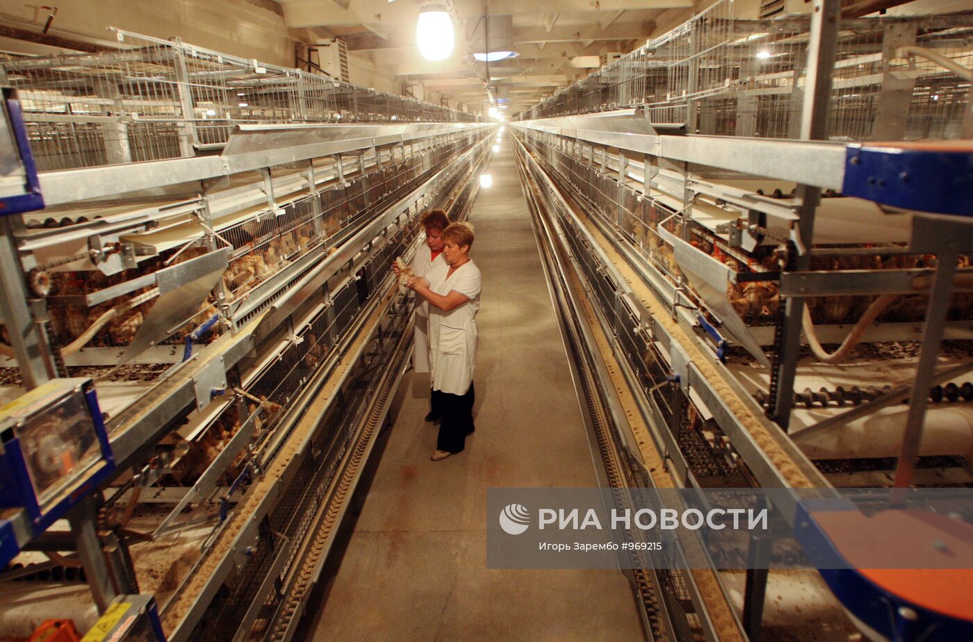 Работа Гурьевской птицефабрики в Калининградской области