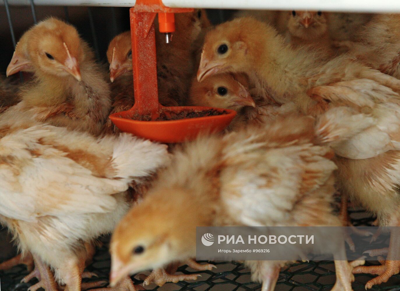 Работа Гурьевской птицефабрики в Калининградской области