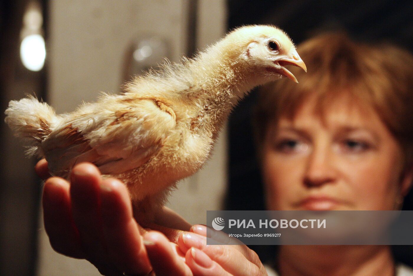 Работа Гурьевской птицефабрики в Калининградской области