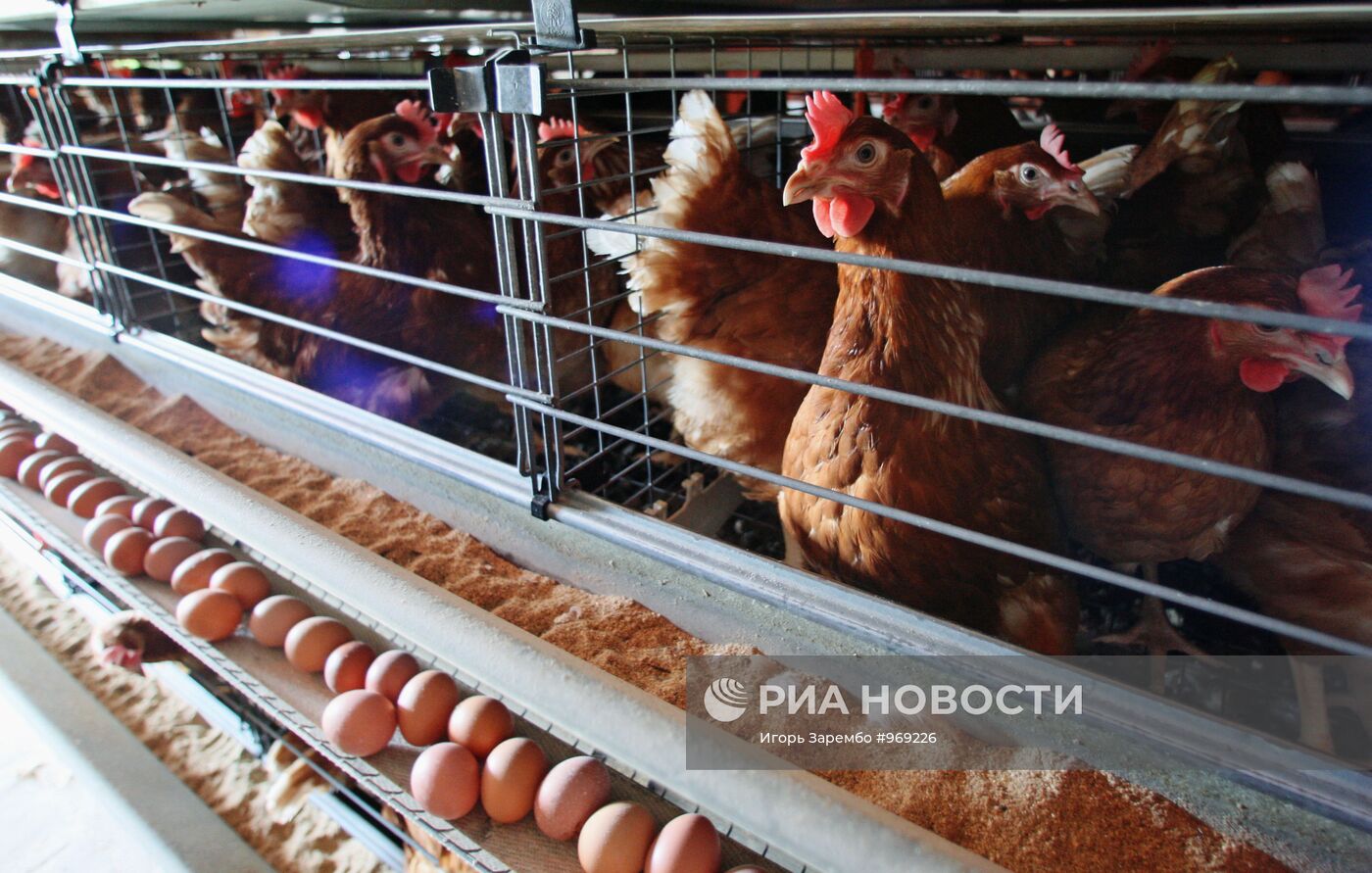 Работа Гурьевской птицефабрики в Калининградской области