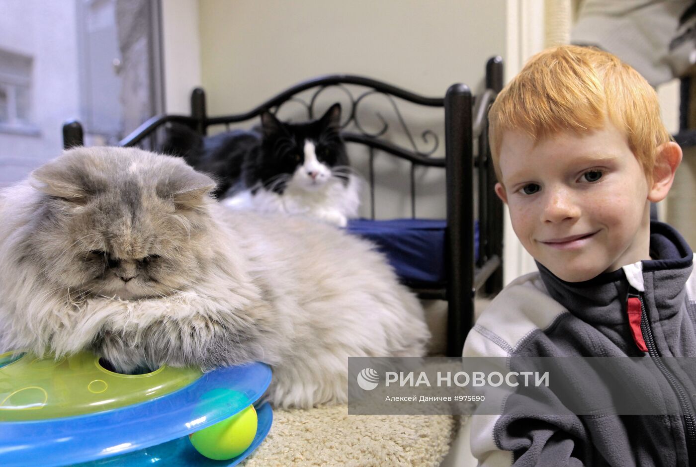 Первое котокафе "Республика кошек" открылось в Санкт-Петербурге