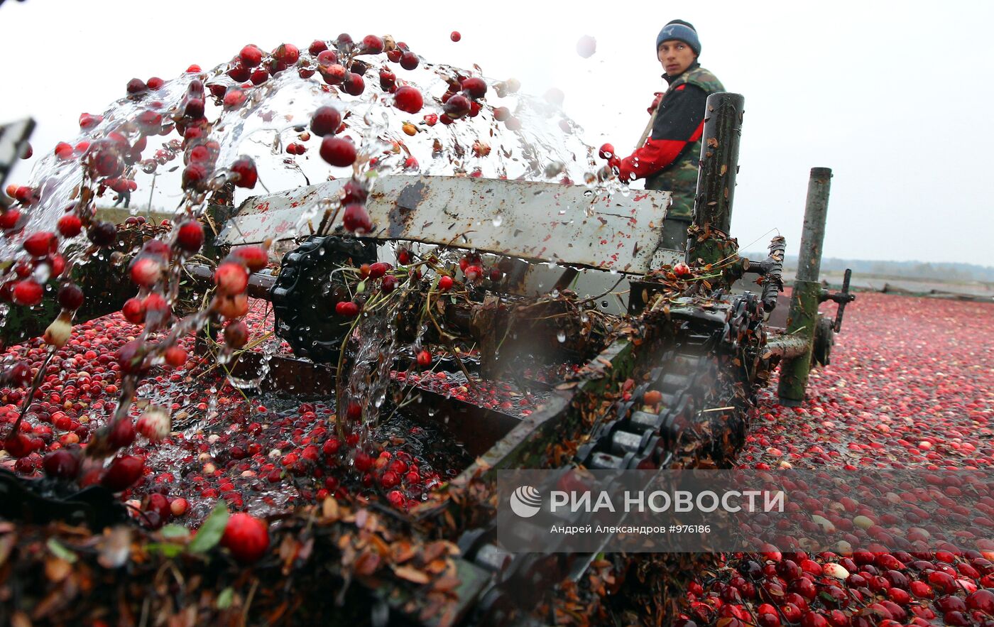 Уборка клюквы на плантациях предприятия "Белорусские журавины"