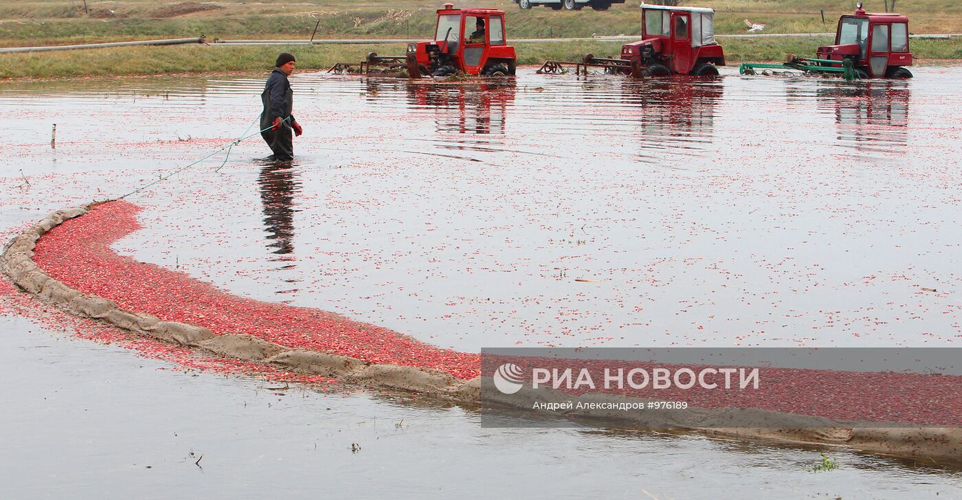 Уборка клюквы на плантациях предприятия "Белорусские журавины"