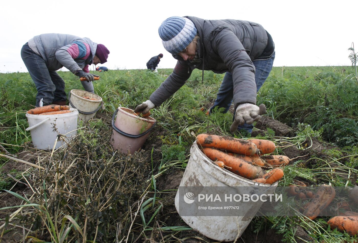 Уборка моркови в Минской области