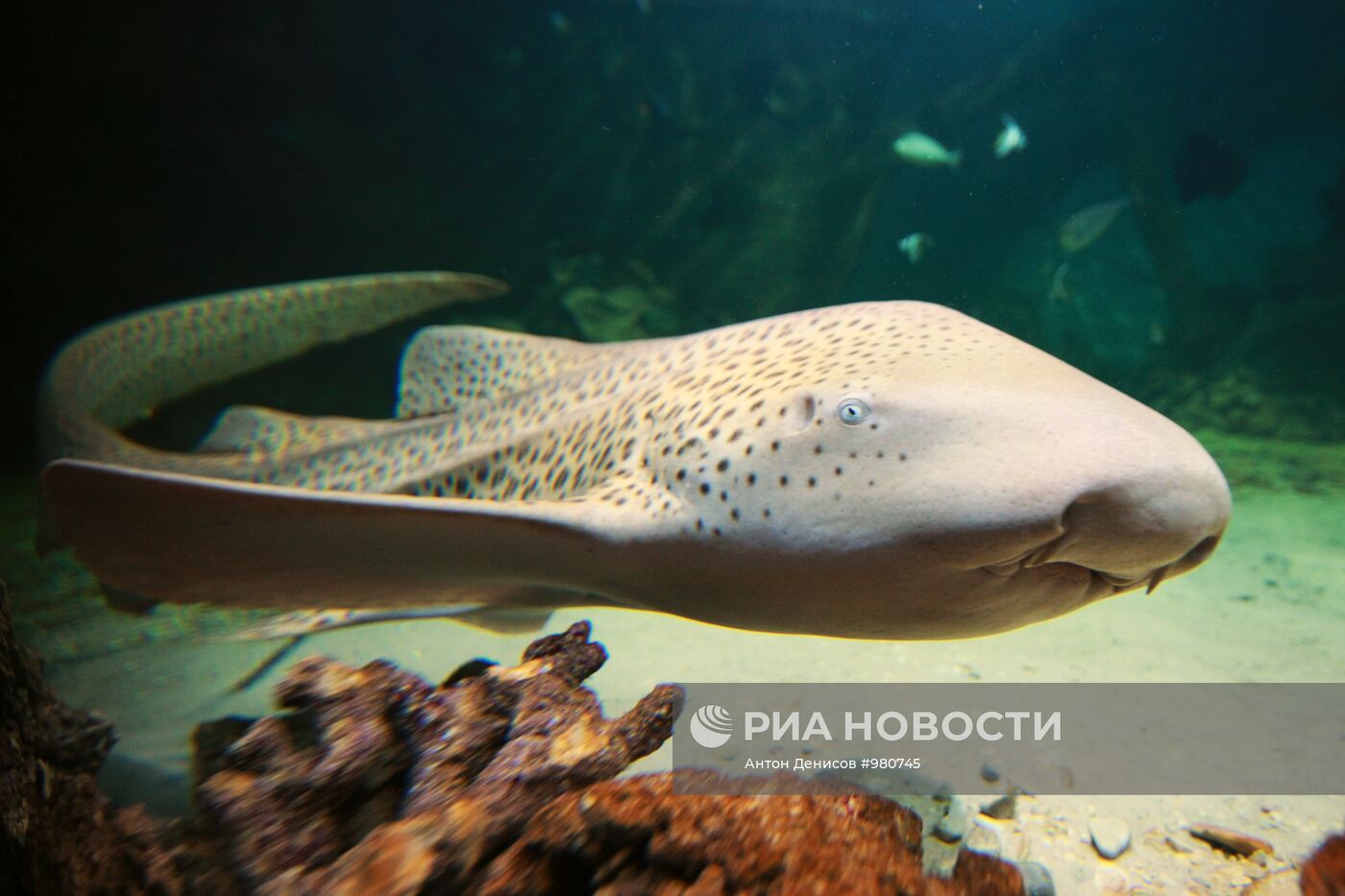Открытие Московского океанариума
