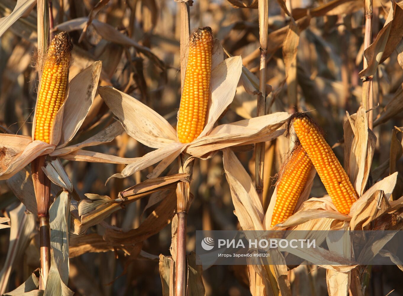 Уборка кукурузы на полях АПК "Долгов и К"