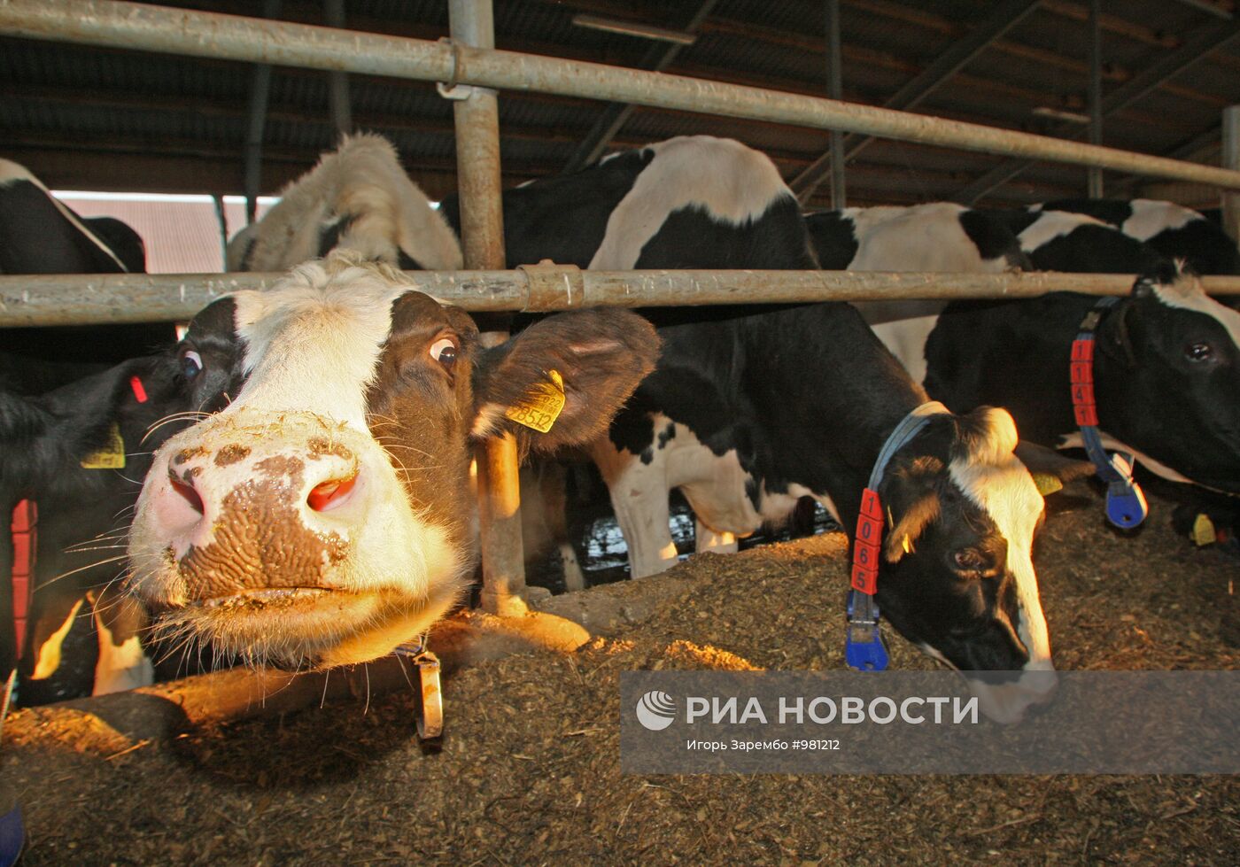 Животноводческий комплекс ООО "Молочная фабрика"