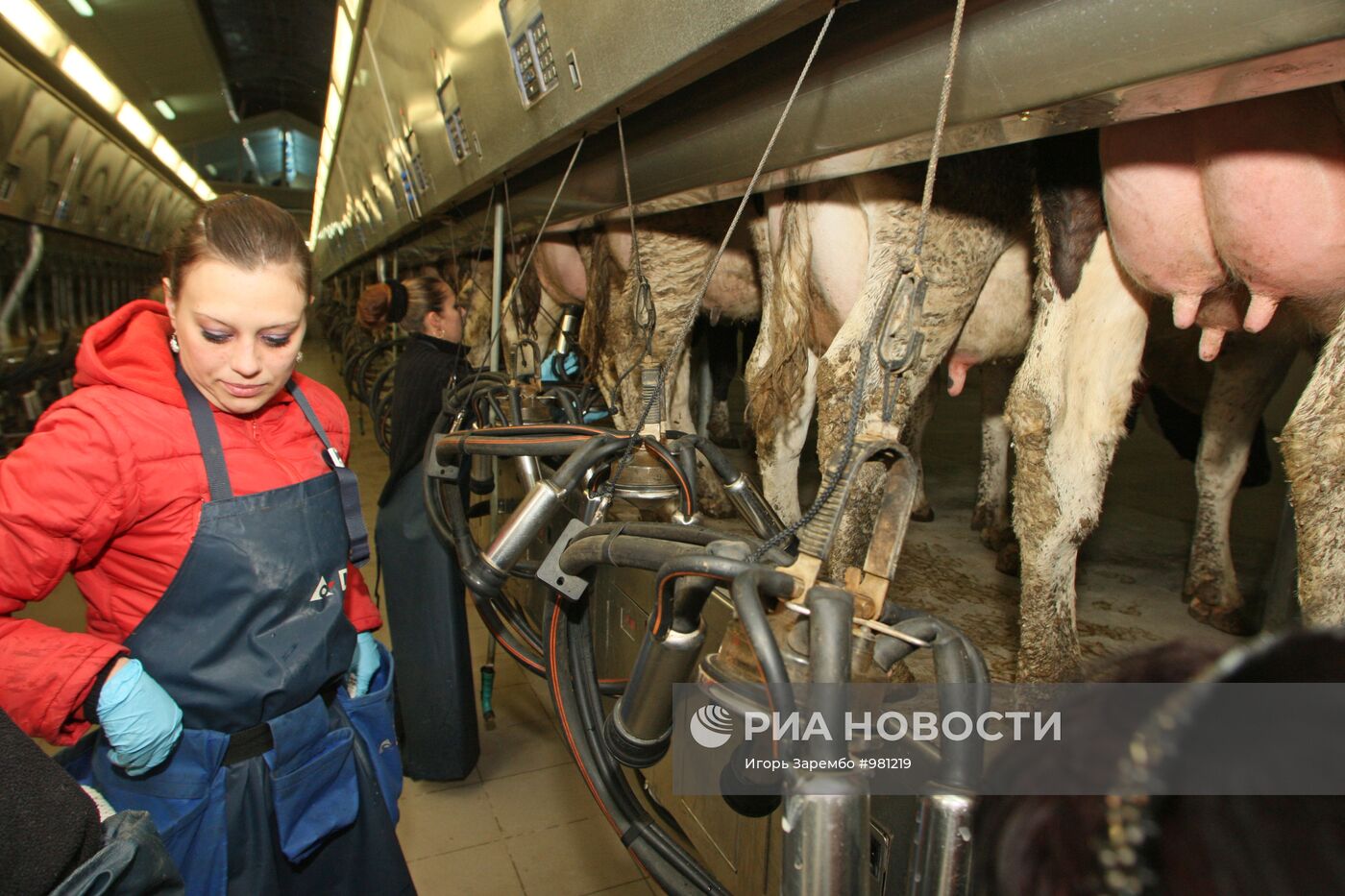 Животноводческий комплекс ООО "Молочная фабрика"