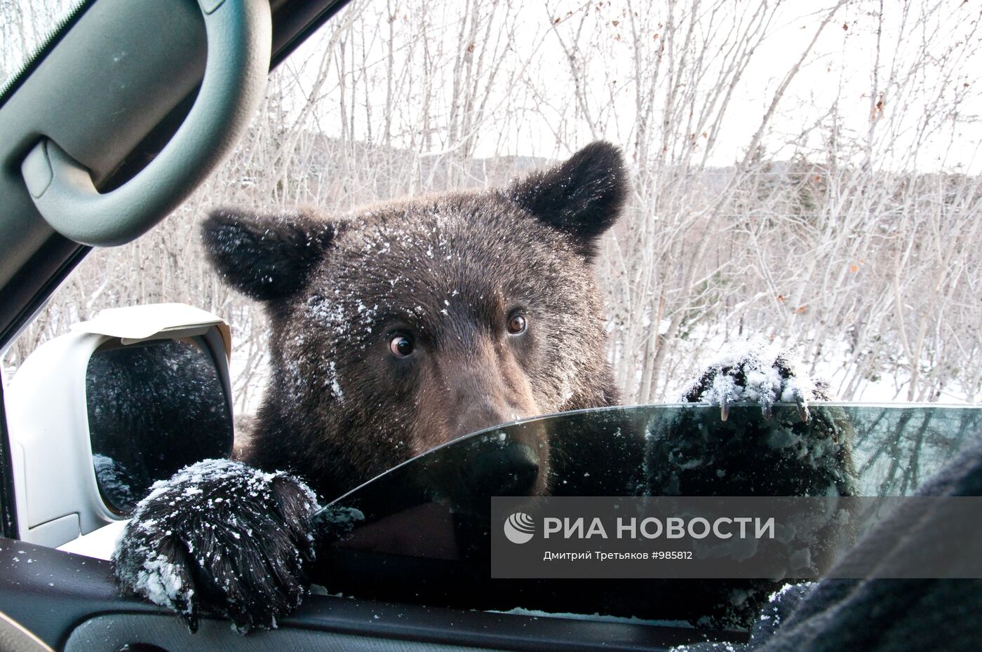 Медведи попрошайничают на дорогах Сахалинской области