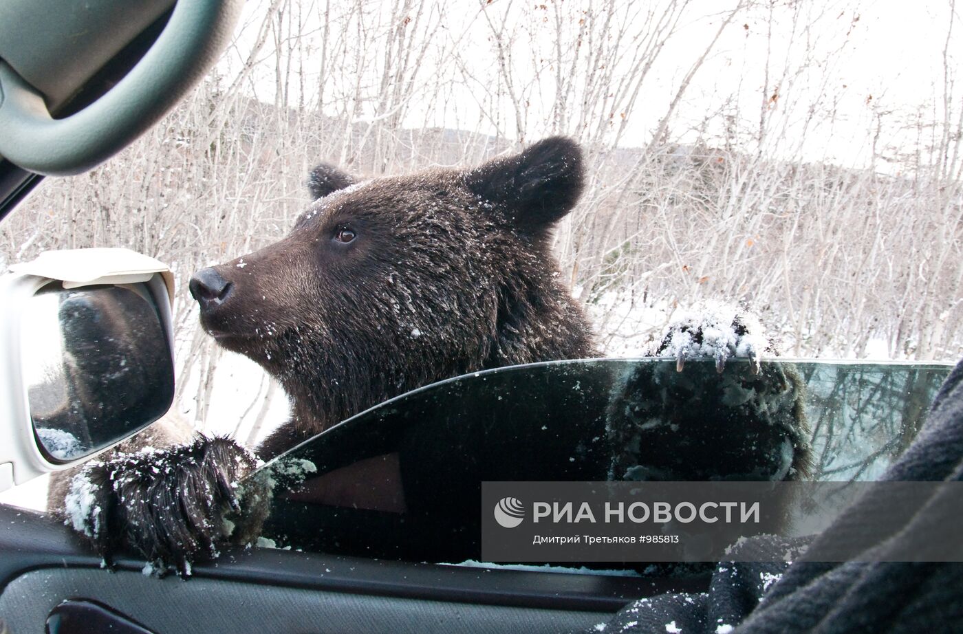Медведи попрошайничают на дорогах Сахалинской области