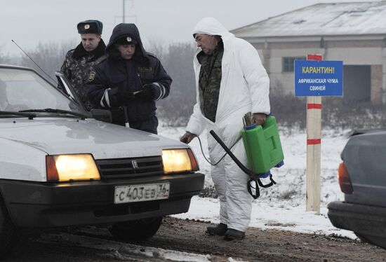 Вспышка африканской чумы свиней в Воронежской области