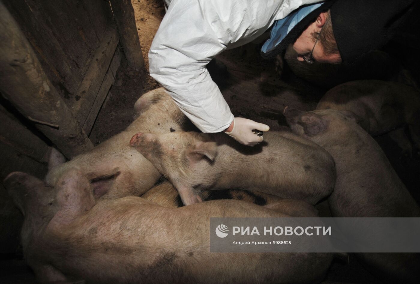 Вспышка африканской чумы свиней в Воронежской области