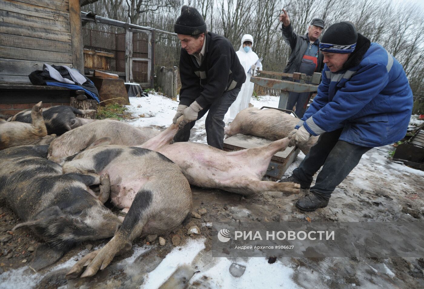 Вспышка африканской чумы свиней в Воронежской области
