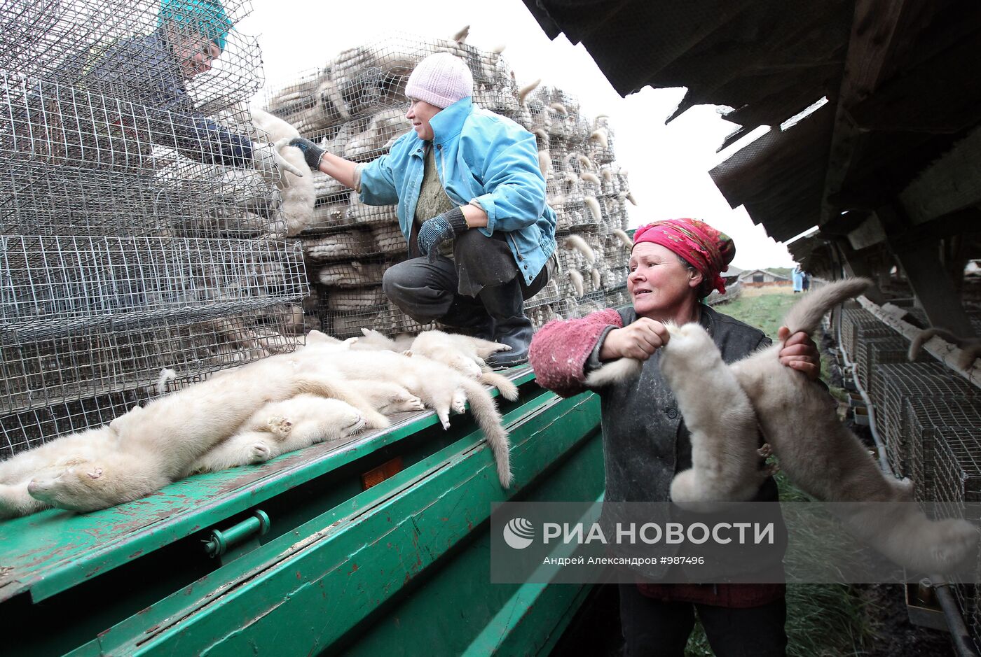 Бобруйское отделение Калинковичского зверохозяйства