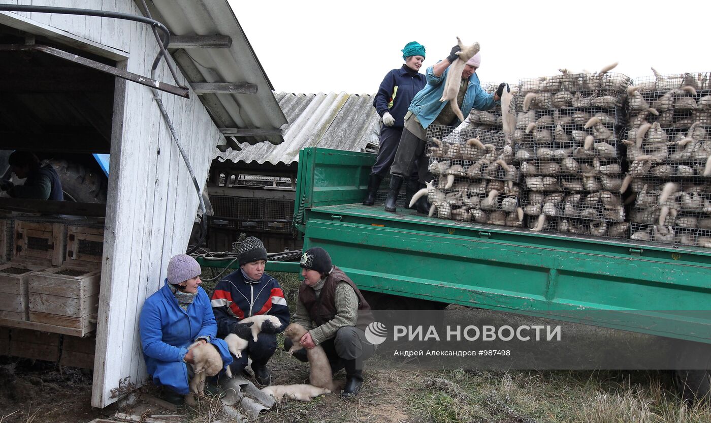 Бобруйское отделение Калинковичского зверохозяйства