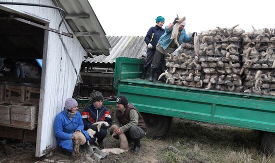 Бобруйское отделение Калинковичского зверохозяйства