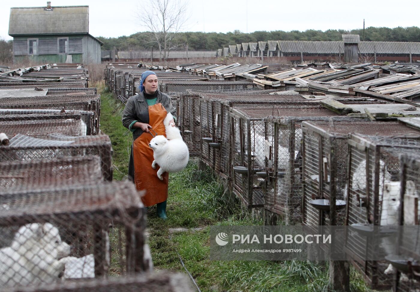 Бобруйское отделение Калинковичского зверохозяйства