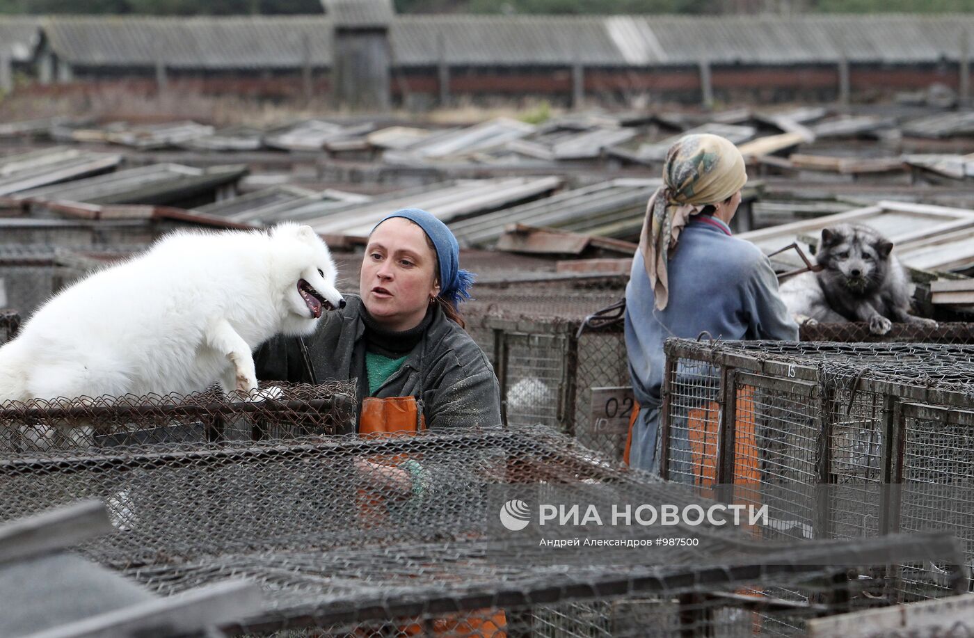 Бобруйское отделение Калинковичского зверохозяйства