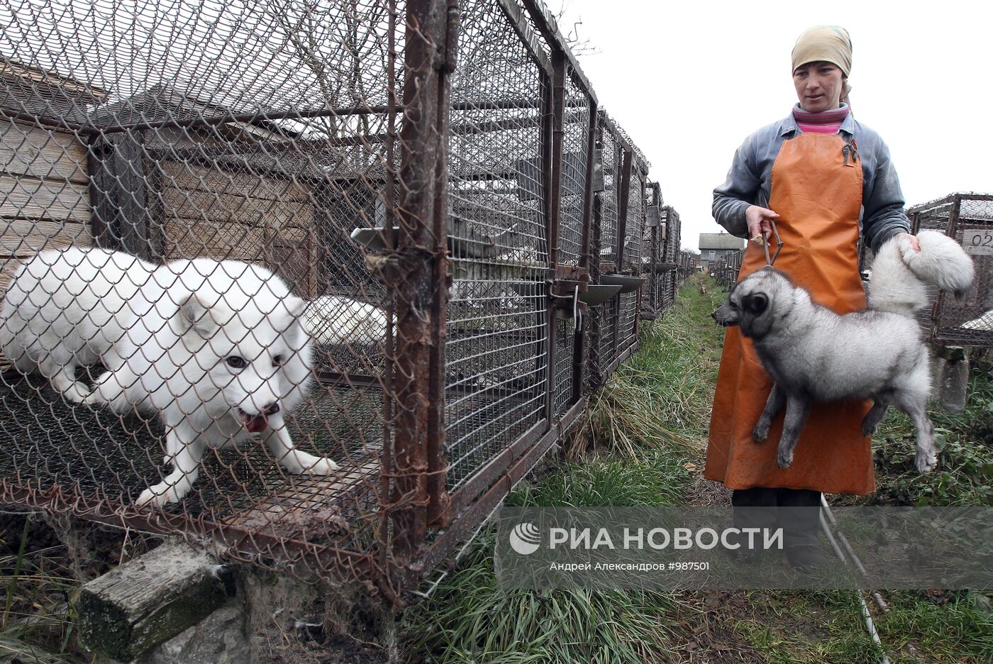 Бобруйское отделение Калинковичского зверохозяйства