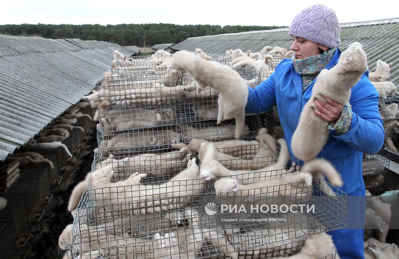 Бобруйское отделение Калинковичского зверохозяйства