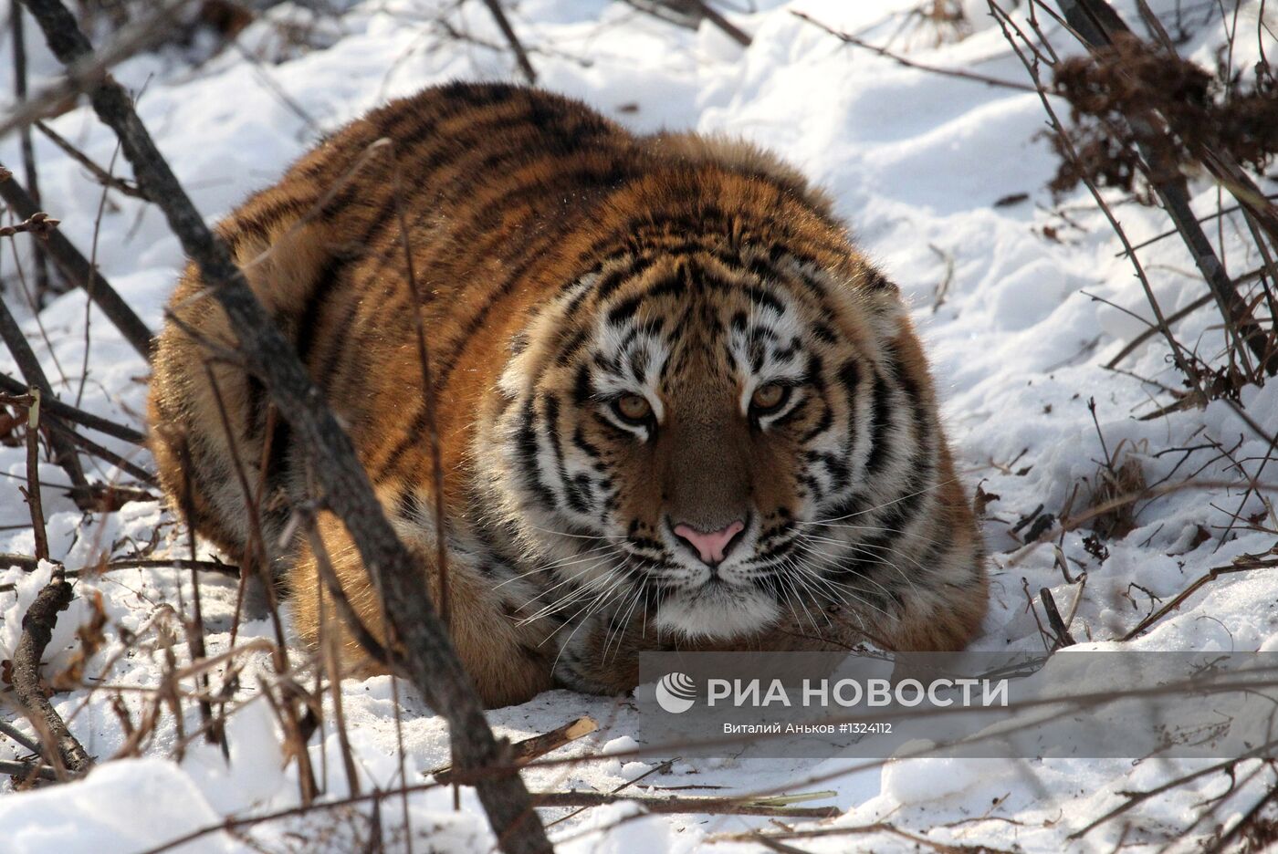Уссурийский Амурский тигр охотится