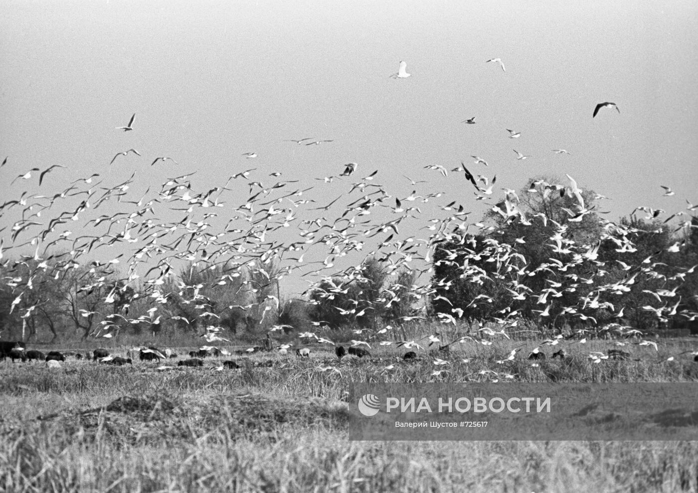 Хорезмский оазис | РИА Новости Медиабанк