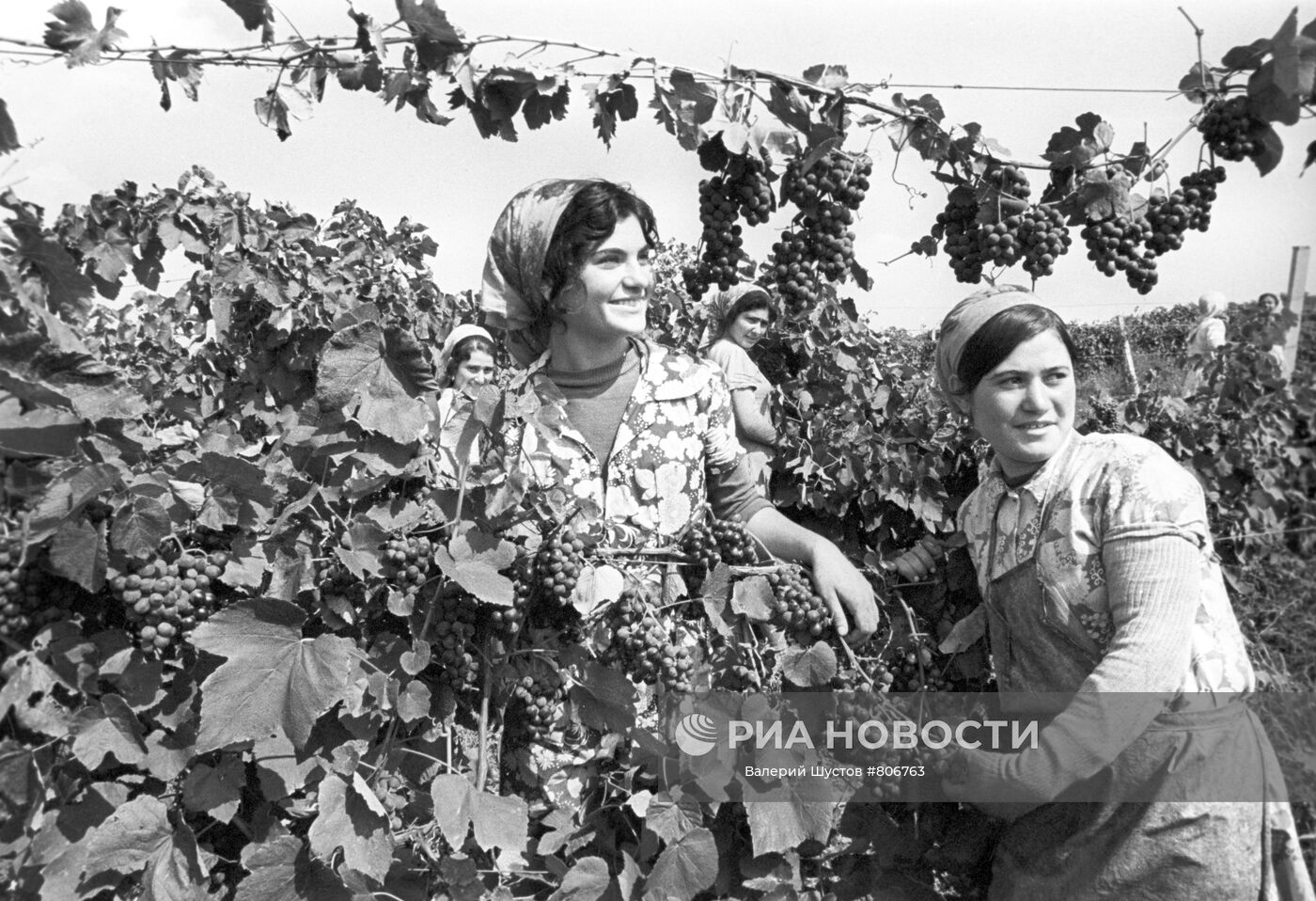 Уборка винограда | РИА Новости Медиабанк