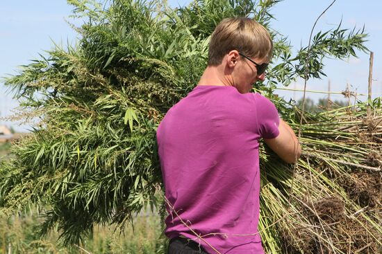 Уничтожение конопли в крае краснодар купить семена марихуаны