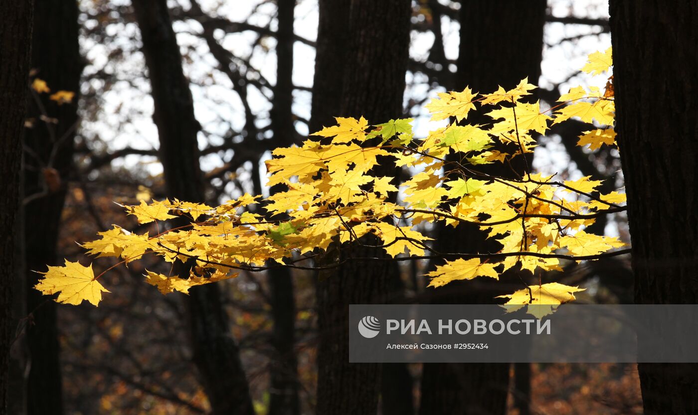 Золотая осень в Воронеже