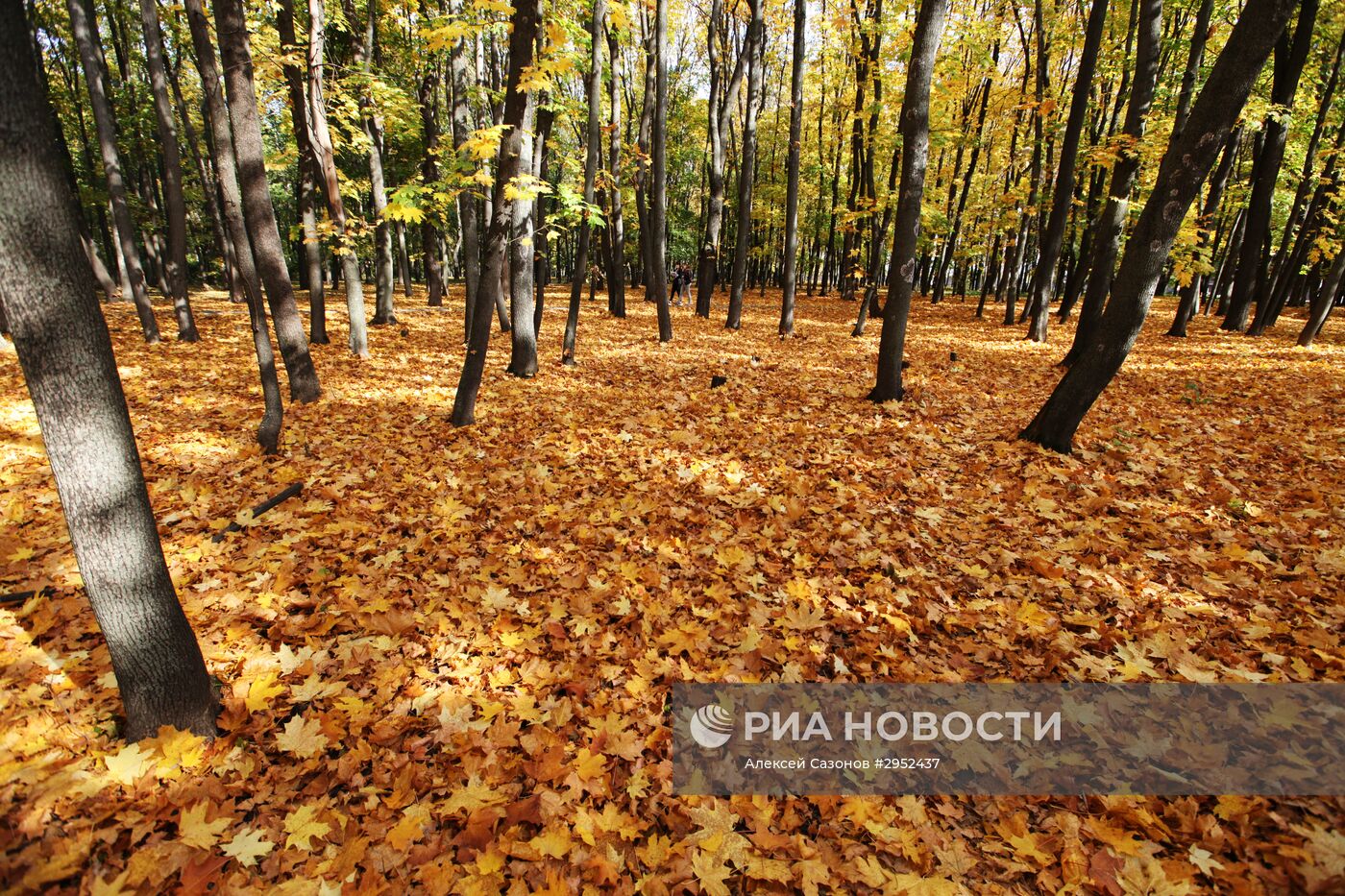 Золотая осень в Воронеже