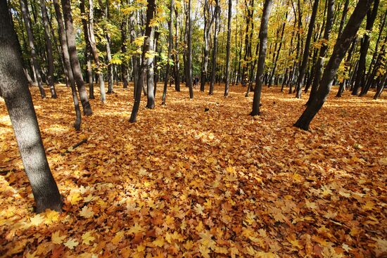 Золотая осень в Воронеже