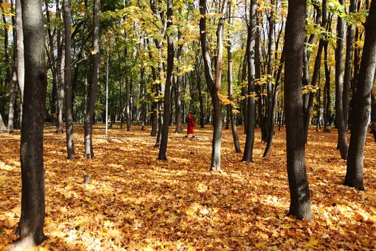 Золотая осень в Воронеже