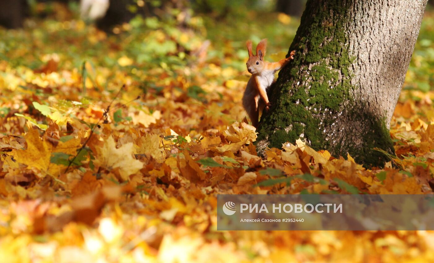 Золотая осень в Воронеже