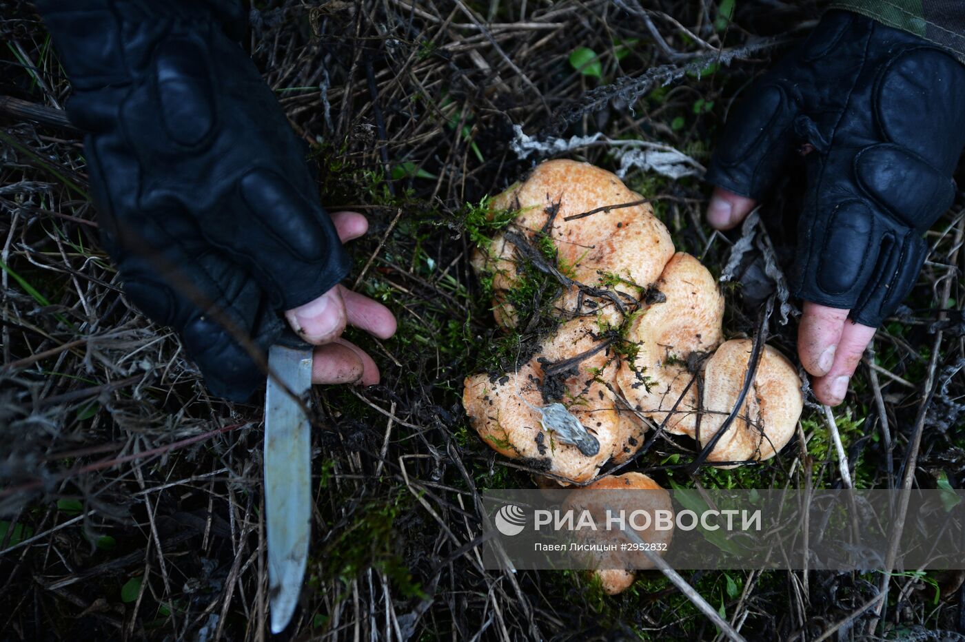 Сбор грибов в Челябинской области