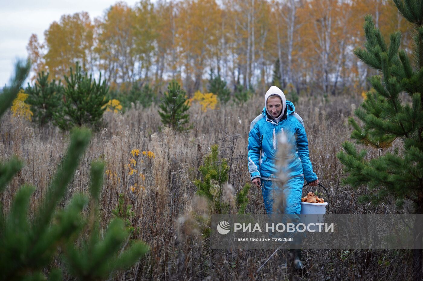 Сбор грибов в Челябинской области