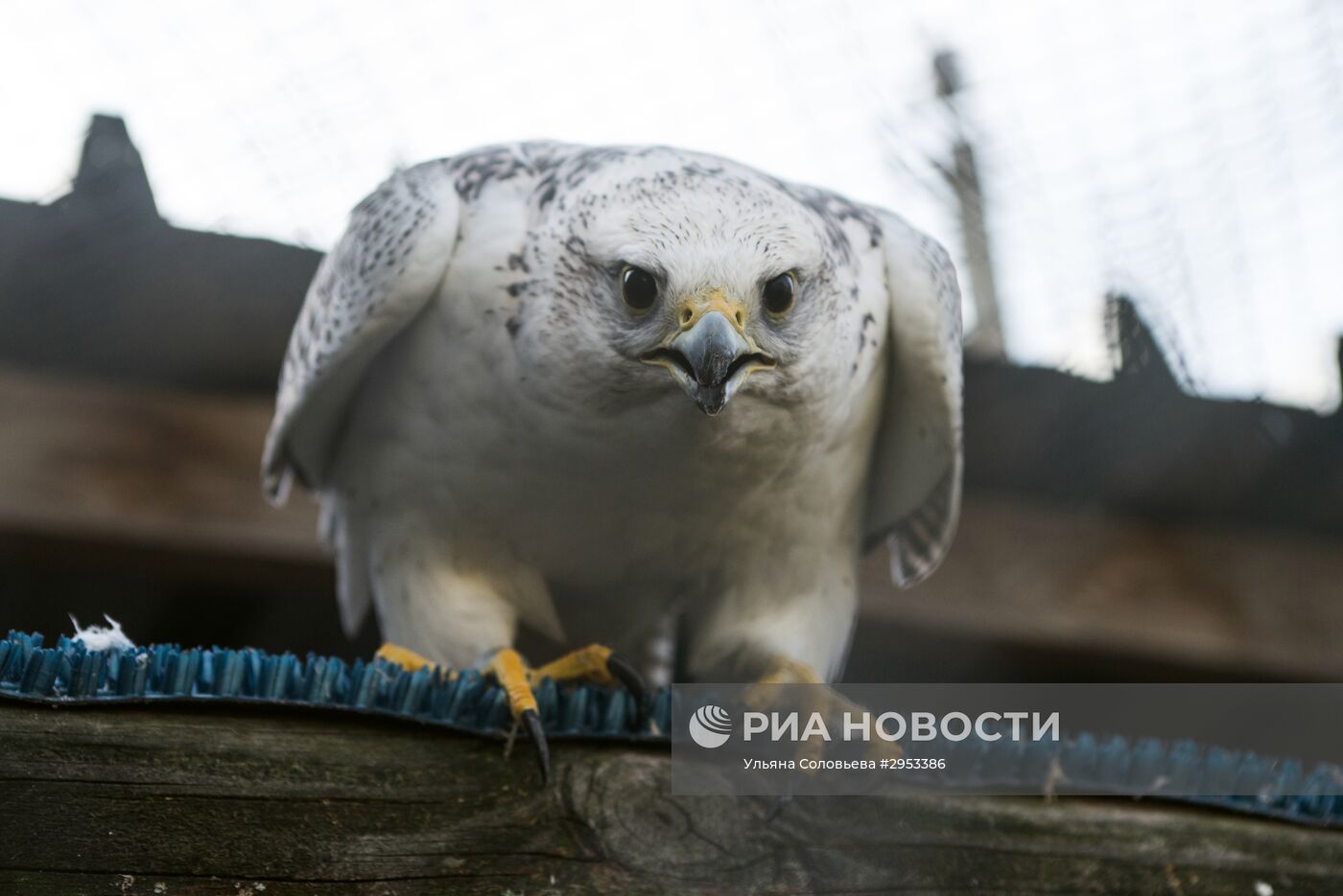 Питомник хищных птиц в заповеднике "Галичья Гора"
