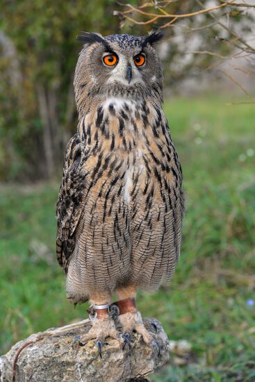 Питомник хищных птиц в заповеднике "Галичья Гора"