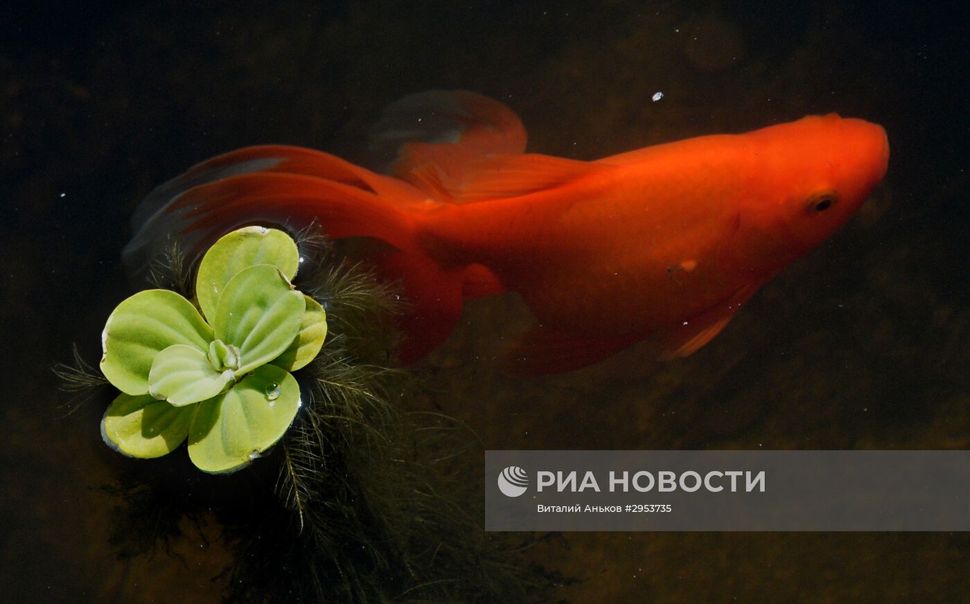 Семейный отдых в Ботаническом саду во Владивостоке