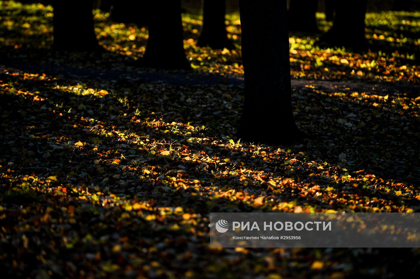 Золотая осень в Великом Новгороде