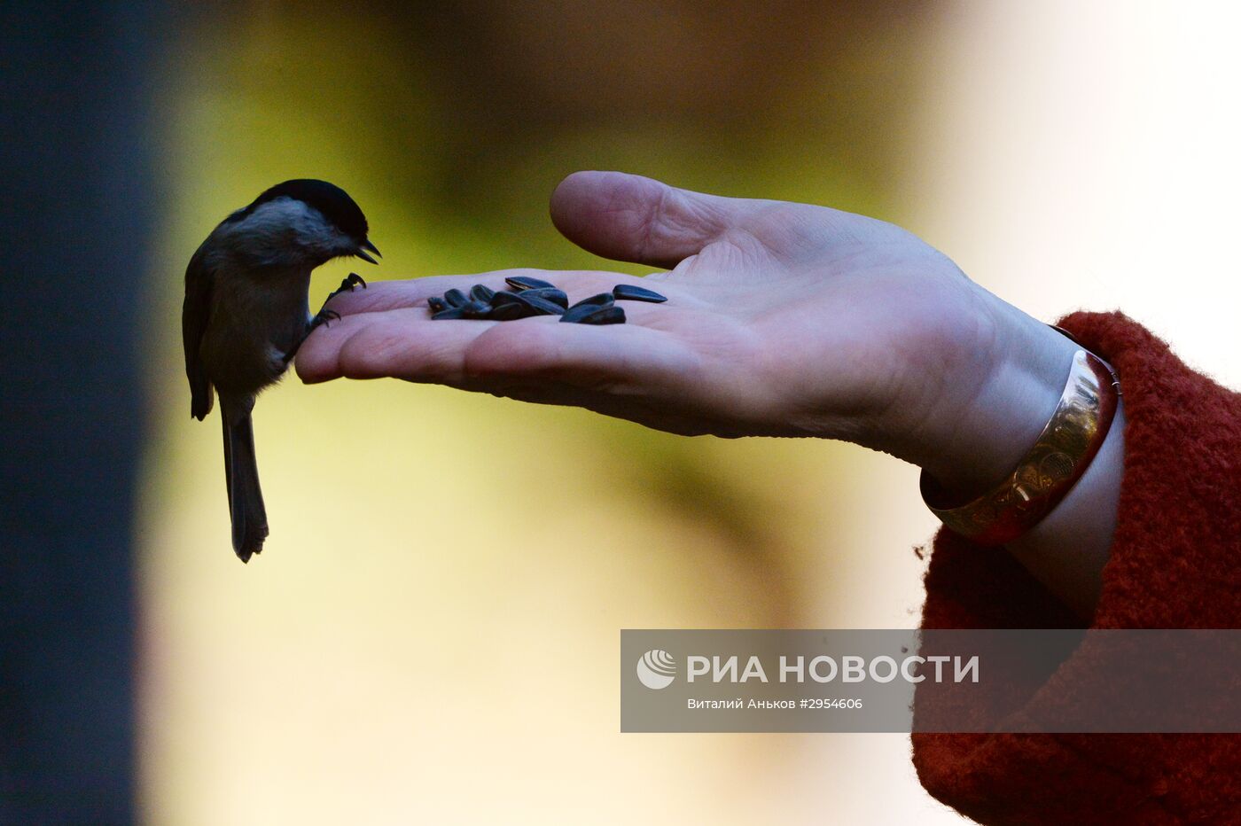 Маньчжурские белки и птицы в парке во Владивостоке