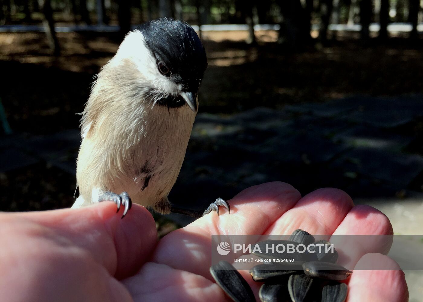Маньчжурские белки и птицы в парке во Владивостоке