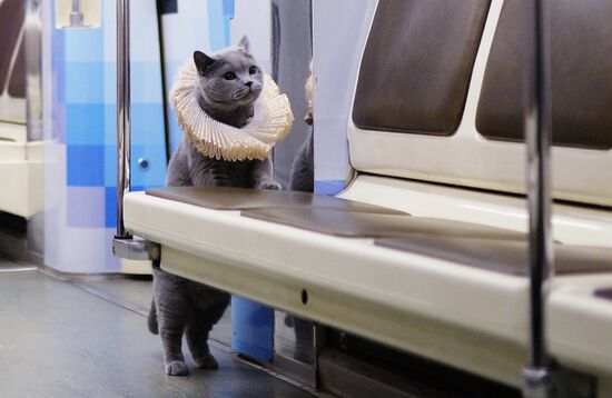 Британский кот стал пассажиром Шекспировского поезда метро в Москве