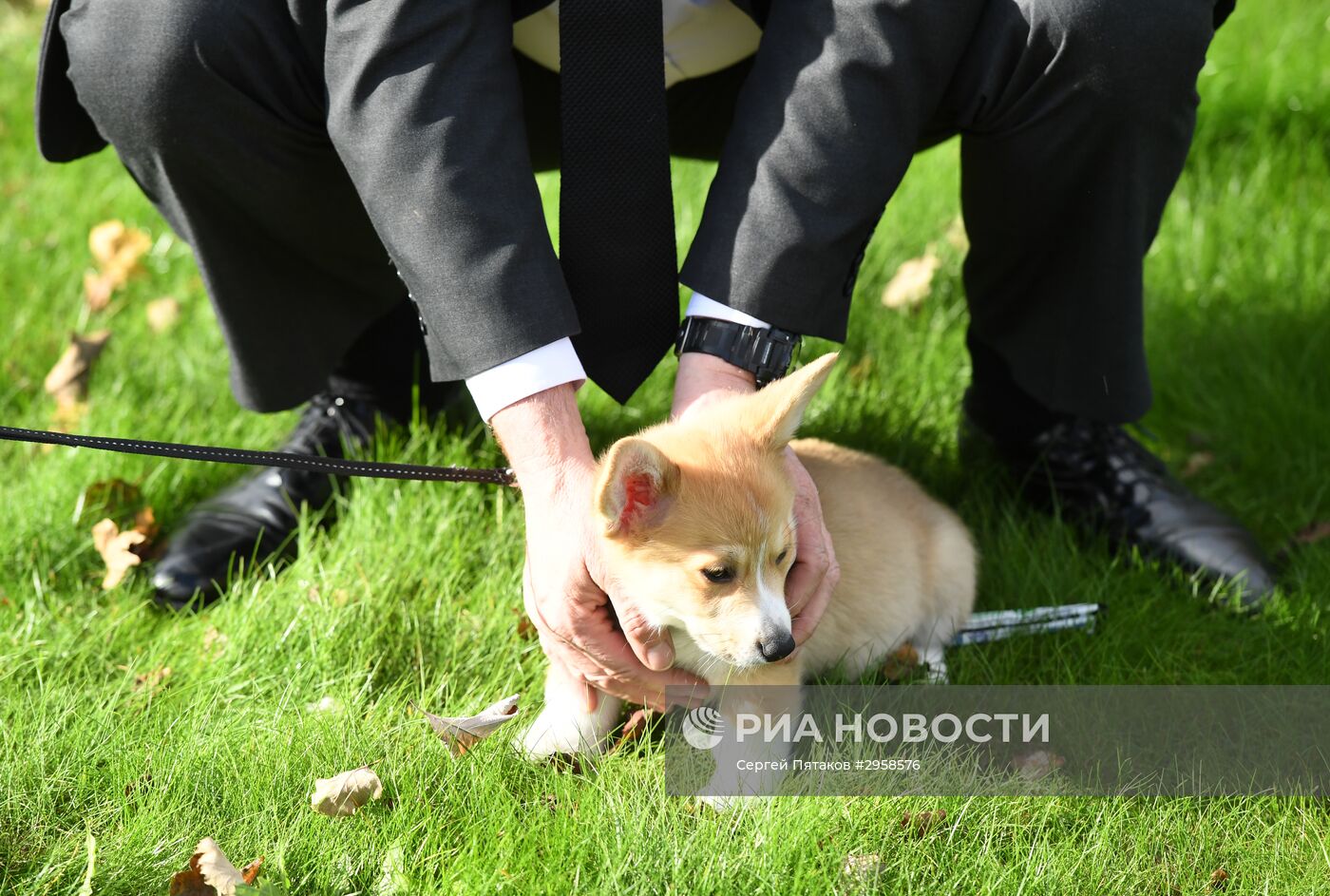 Патриарху Кириллу подарили в Лондоне щенка корги
