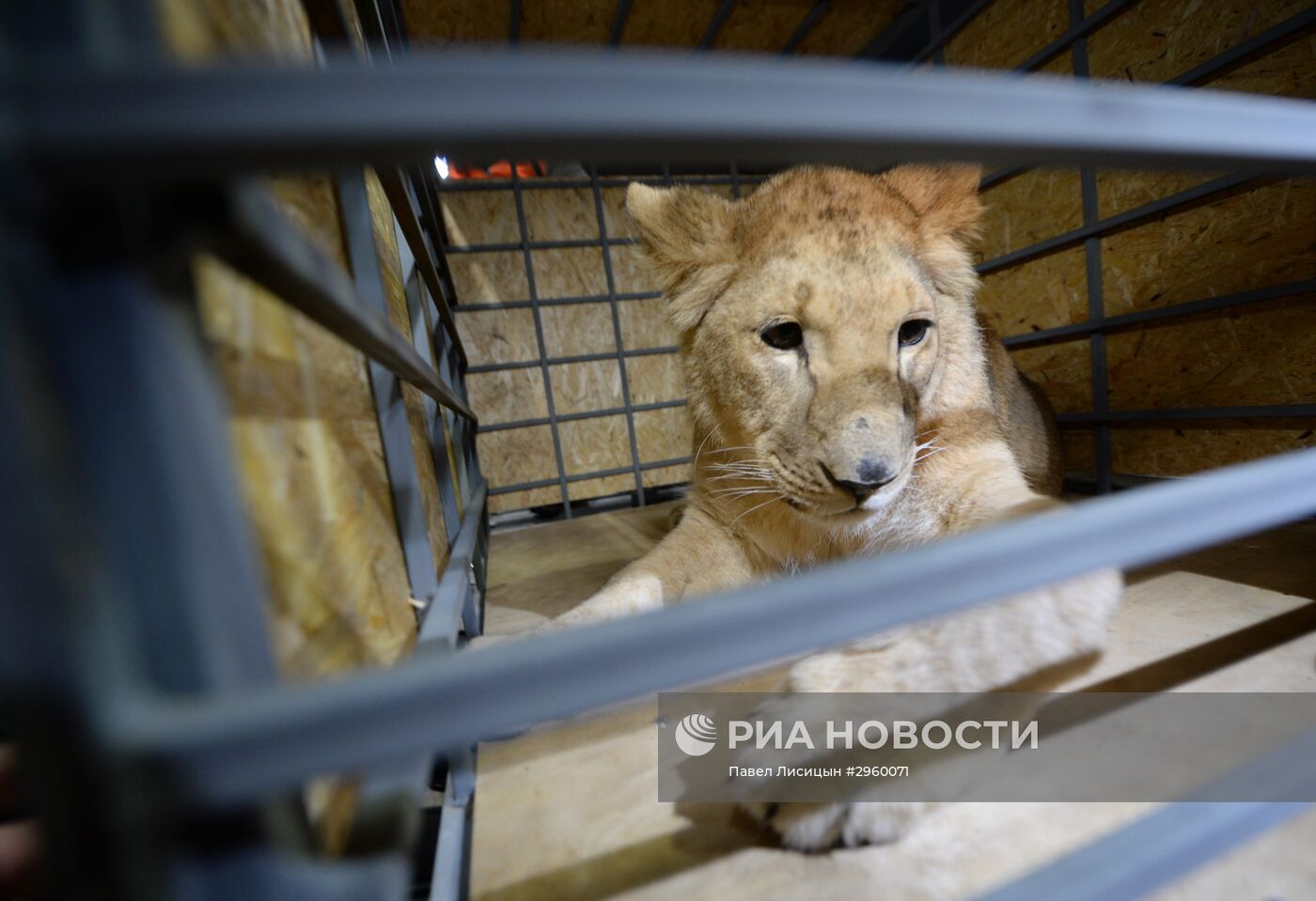 Спасенную на Южном Урале львицу Лолу отправили в Крым