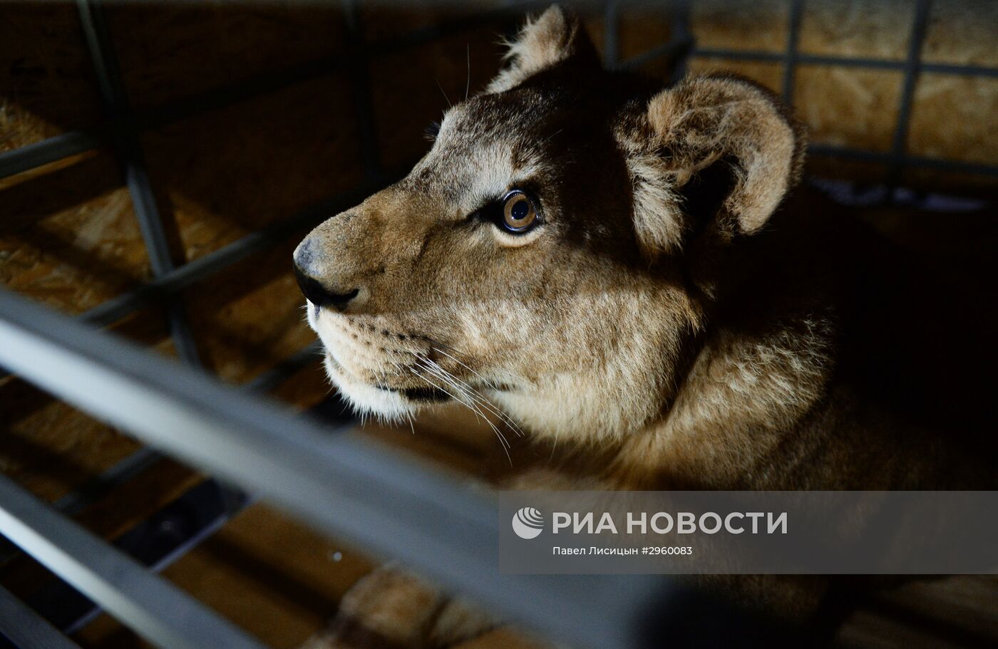 Спасенную на Южном Урале львицу Лолу отправили в Крым