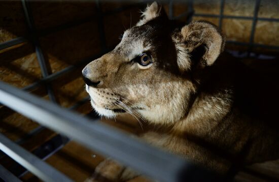 Спасенную на Южном Урале львицу Лолу отправили в Крым