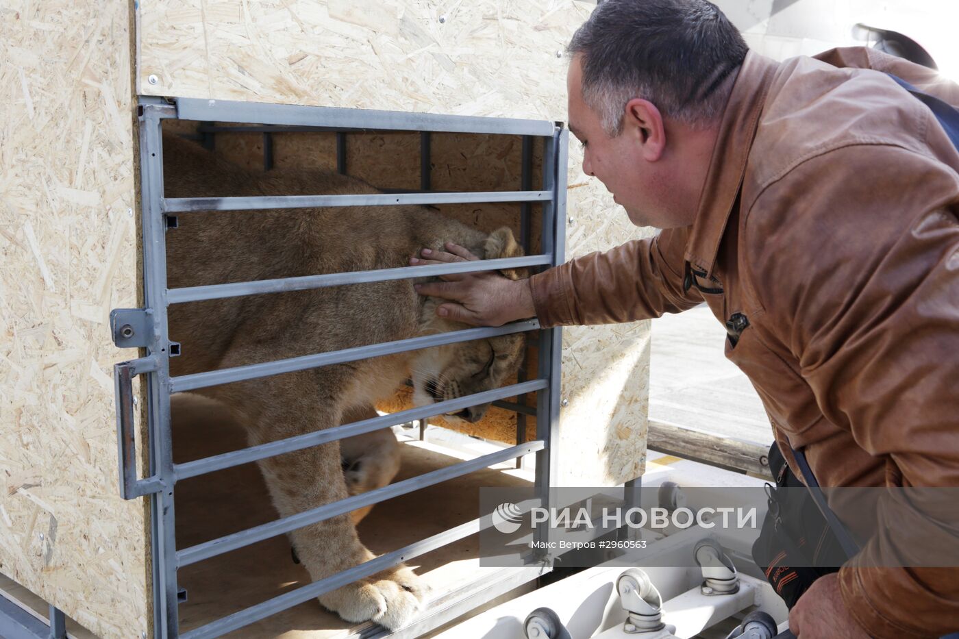 Спасенную на Южном Урале львицу Лолу привезли в Крым