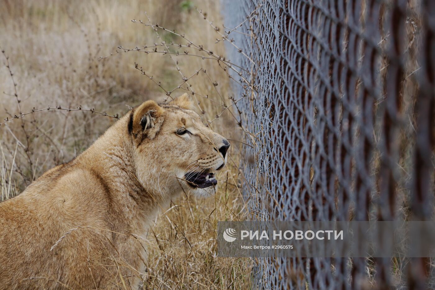 Спасенную на Южном Урале львицу Лолу привезли в Крым