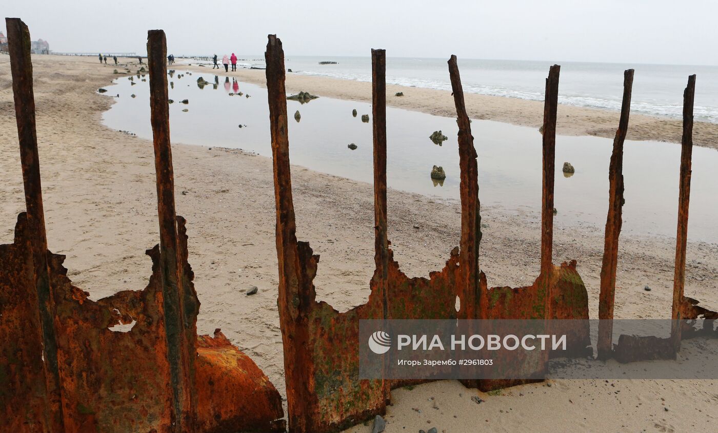 Остатки реликтовых деревьев на берегу Балтийского моря