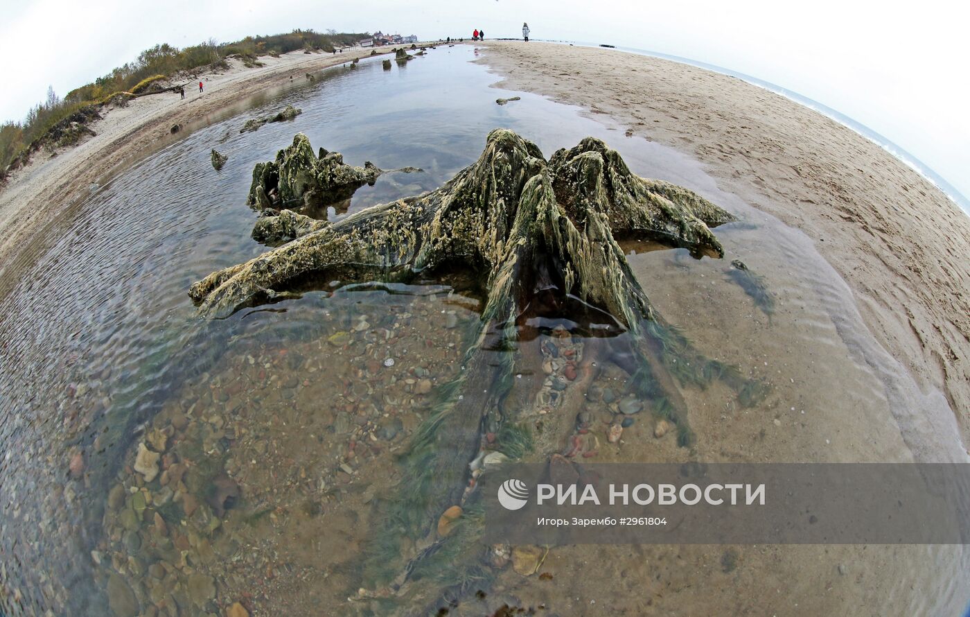 Остатки реликтовых деревьев на берегу Балтийского моря